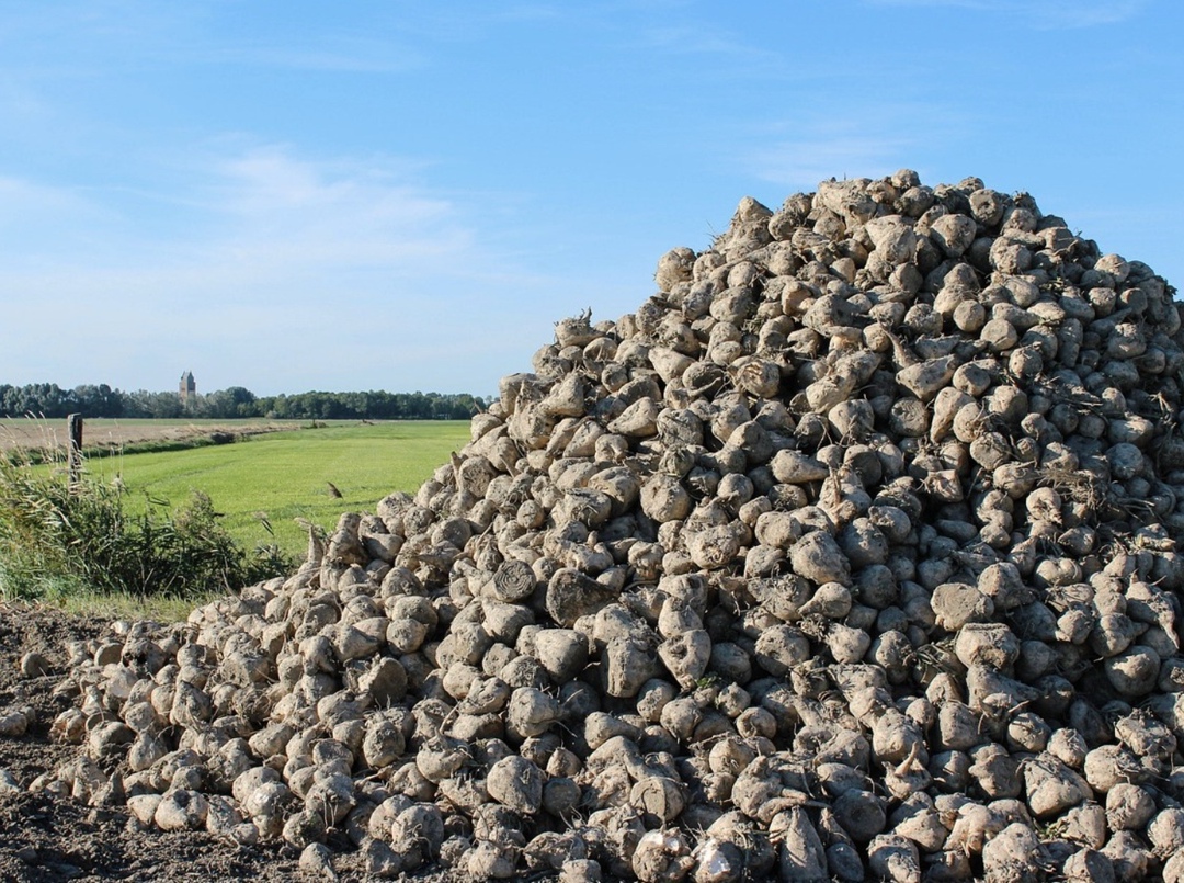 Квоту на импорт семян сахарной свеклы из недружественных стран на 2026 год могут сократить, рассказал «Агроинвестору» источник, знакомый с обсуждением вопроса