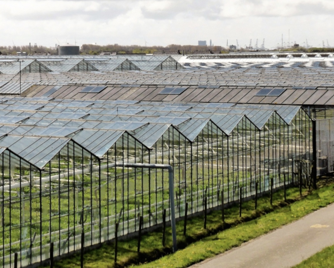 В России в реконструкции нуждаются 1,5 тыс. га устаревших теплиц, им требуется модернизация, чтобы увеличить урожайность, валовые сборы, а также для…