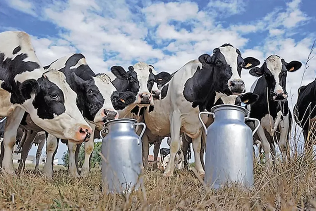 В Краснодарском крае с 2026 года начнут предоставлять субсидии на улучшение условий содержания молочных коров, сообщила пресс-служба администрации региона. На…