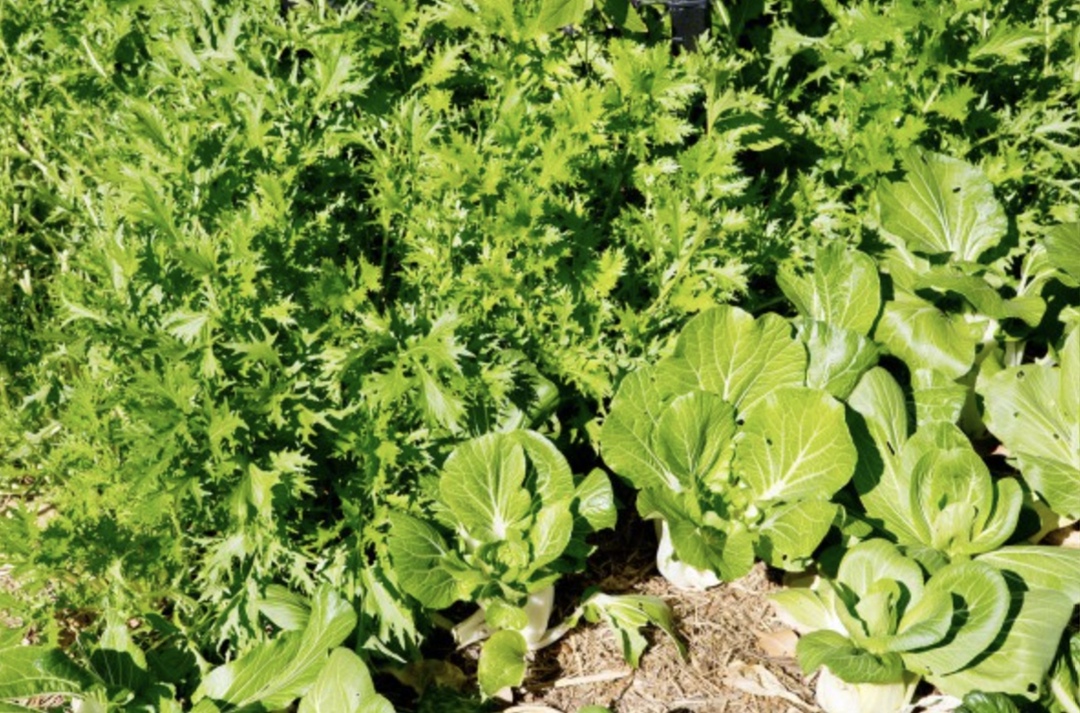 Компания «Ви фрай» (We Fry) оформила декларации о соответствии на несколько видов салатной зелени, указано на сайте Росаккредитации. Среди них — капуста…