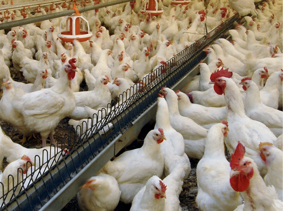 Минсельхоз предлагает продлить господдержку племенного птицеводства. Проект постановления разработан для ускоренного снижения зависимости внутреннего рынка от…