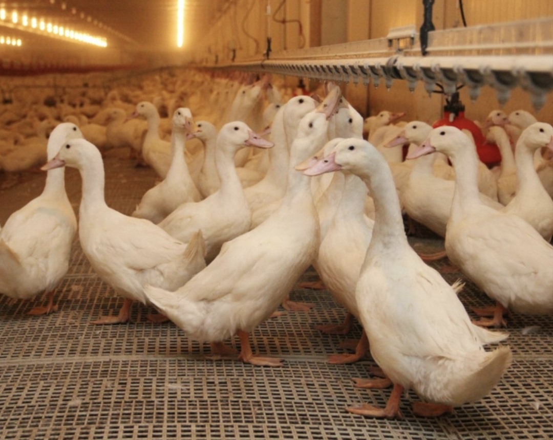 Группа компаний «Дамате» отправила первые партии мяса утки в Тоголезскую Республику (Того) и Центральноафриканскую республику (ЦАР)