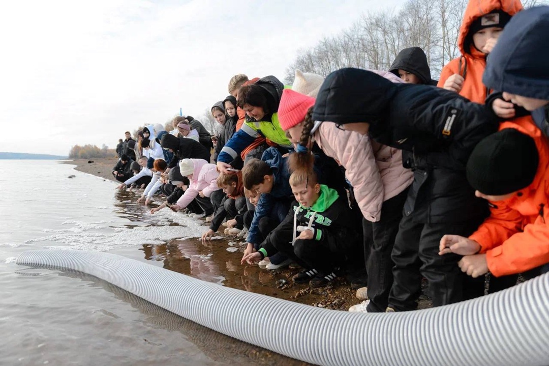 Вернуть изобилие стерляди мальков ценной промысловой рыбы выпустили нефтяники Пемского НПЗ ЛУКОЙЛа совместно со школьниками посёлка Уральский (Пермский край).