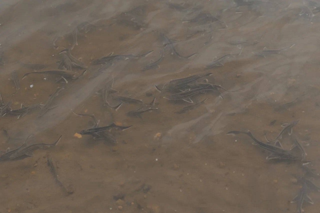 Вернуть изобилие стерляди мальков ценной промысловой рыбы выпустили нефтяники Пемского НПЗ ЛУКОЙЛа совместно со школьниками посёлка Уральский (Пермский край).