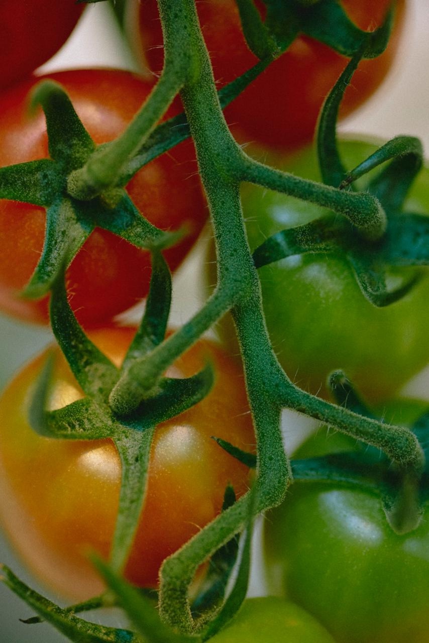 Модницы-огородницы! Сельское хозяйство на глянцевых страницах – овощеводы из Московской, Ленинградской областей и Ставрополья стали героинями совместного…