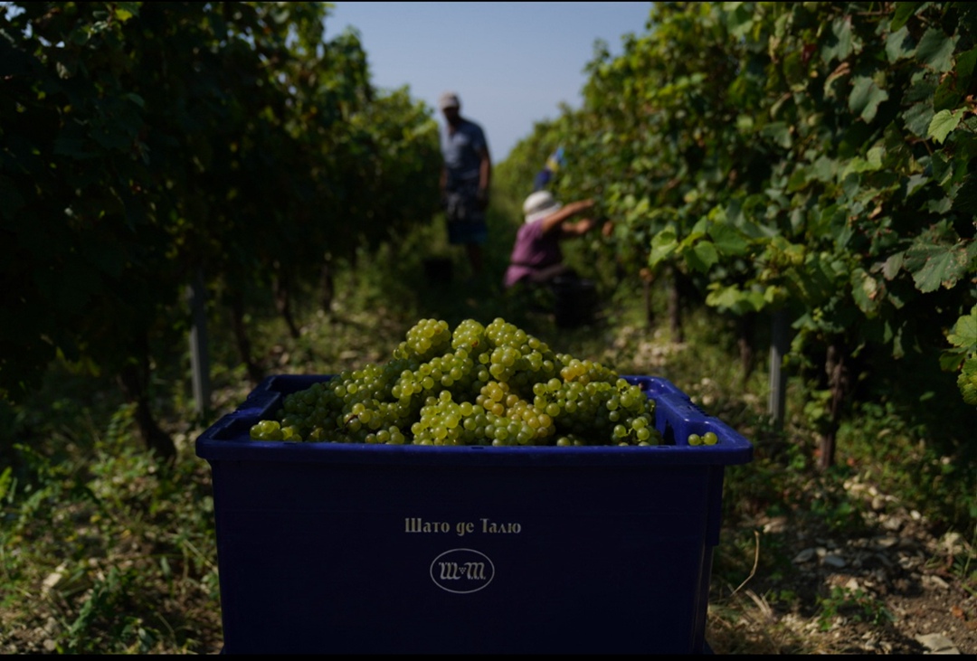 На винодельне «Шато де Талю» завершился сбор урожая. Уборочная кампания, начавшаяся 19 августа, длилась почти два месяца. За это время собрано около 1,01 тыс.…