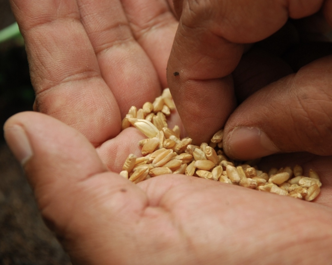 Стоимость риса-сырца опустилась до уровня 2022-2023 года и на первую декаду сентября составляла 25 руб./кг, в то время как в 2024-м она была на уровне 40,7…