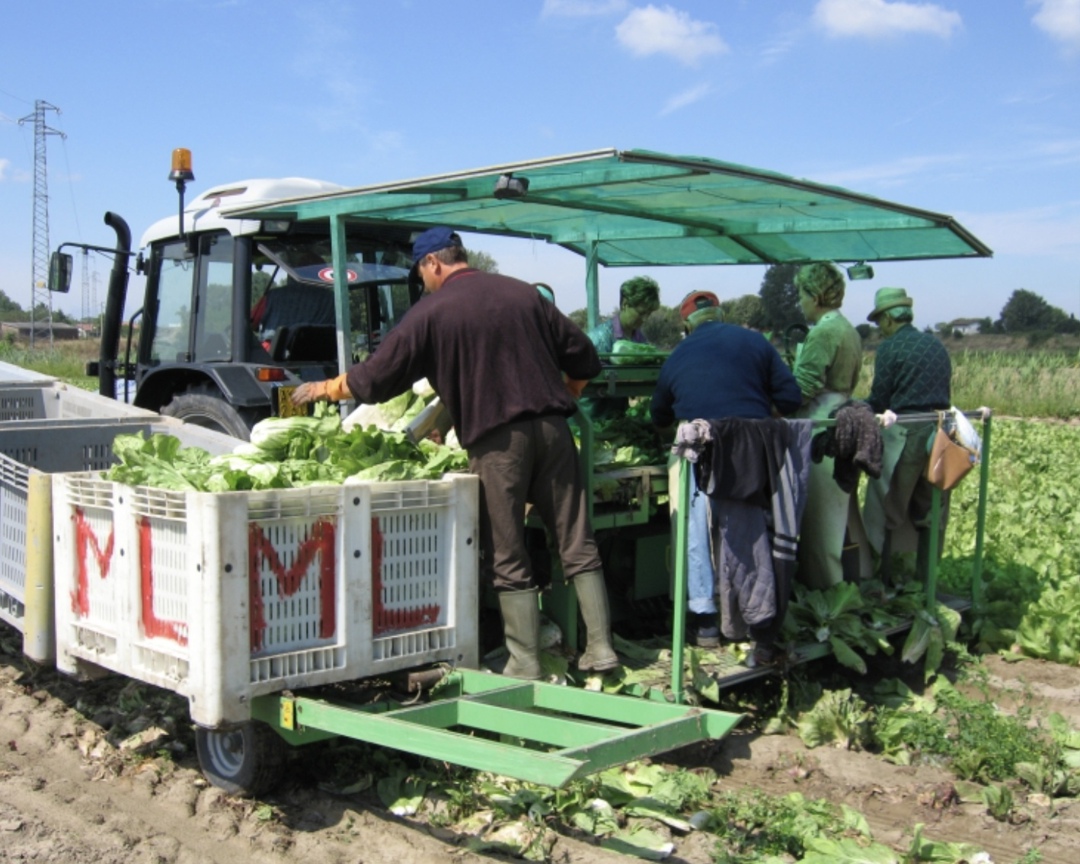 Правительство Астраханской области в 2026 году ожидает отмены ограничения на привлечение мигрантов для работы на предприятиях по выращиванию овощей,…