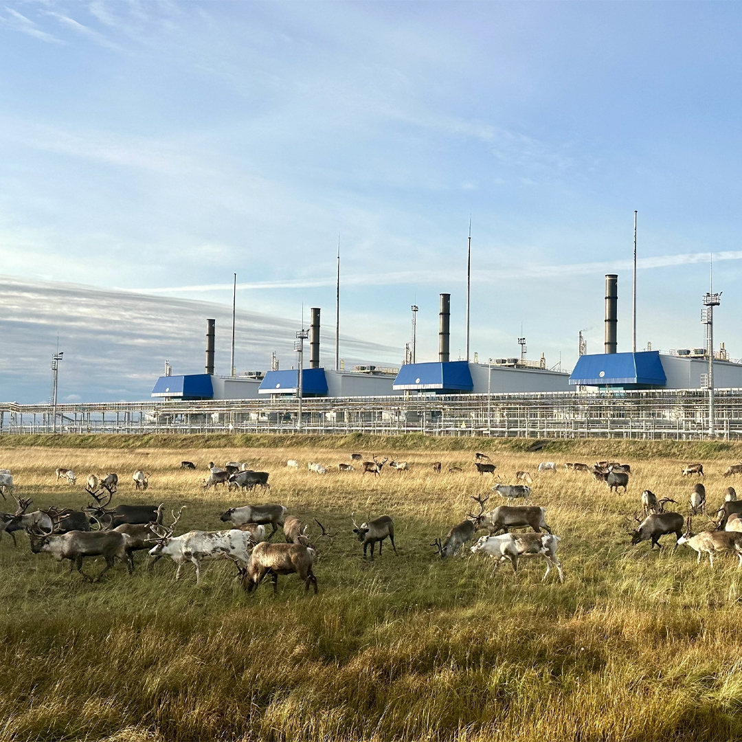 Осень на Ямале – время каслания оленей в сторону зимних кочевий