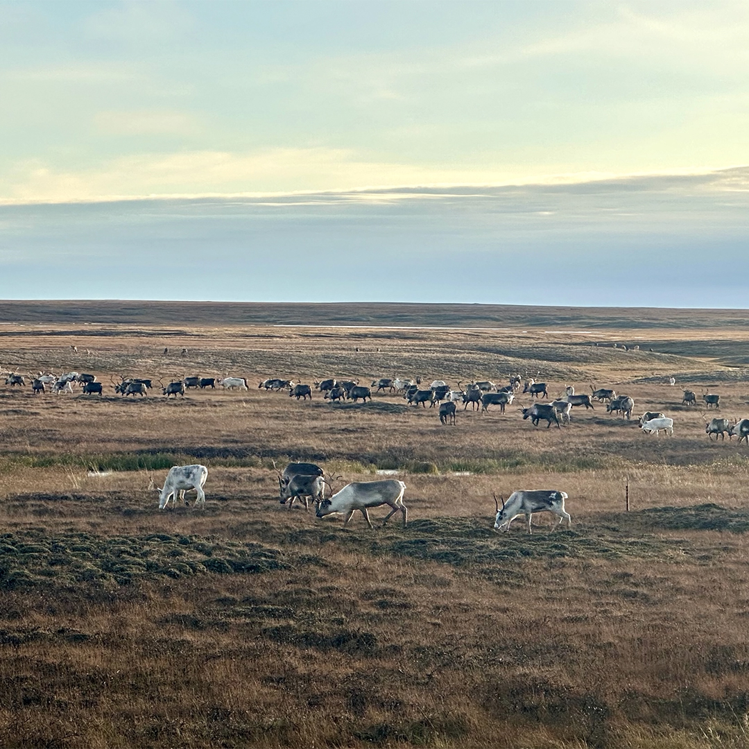 Осень на Ямале – время каслания оленей в сторону зимних кочевий
