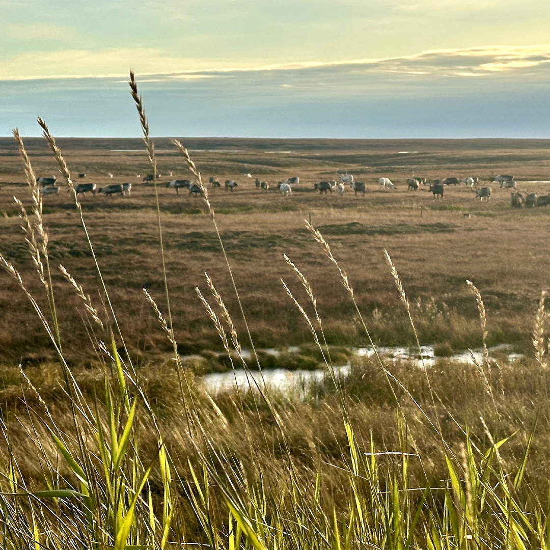 Осень на Ямале – время каслания оленей в сторону зимних кочевий