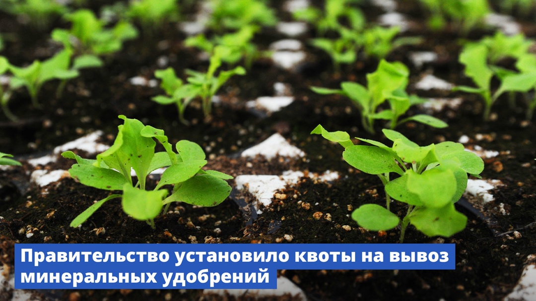 Правительство установило квоты на вывоз минеральных удобрений в период с декабря 2025 года по май 2026 года.