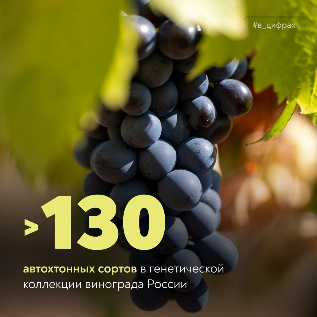 Российские сорта винограда – гордость и сила