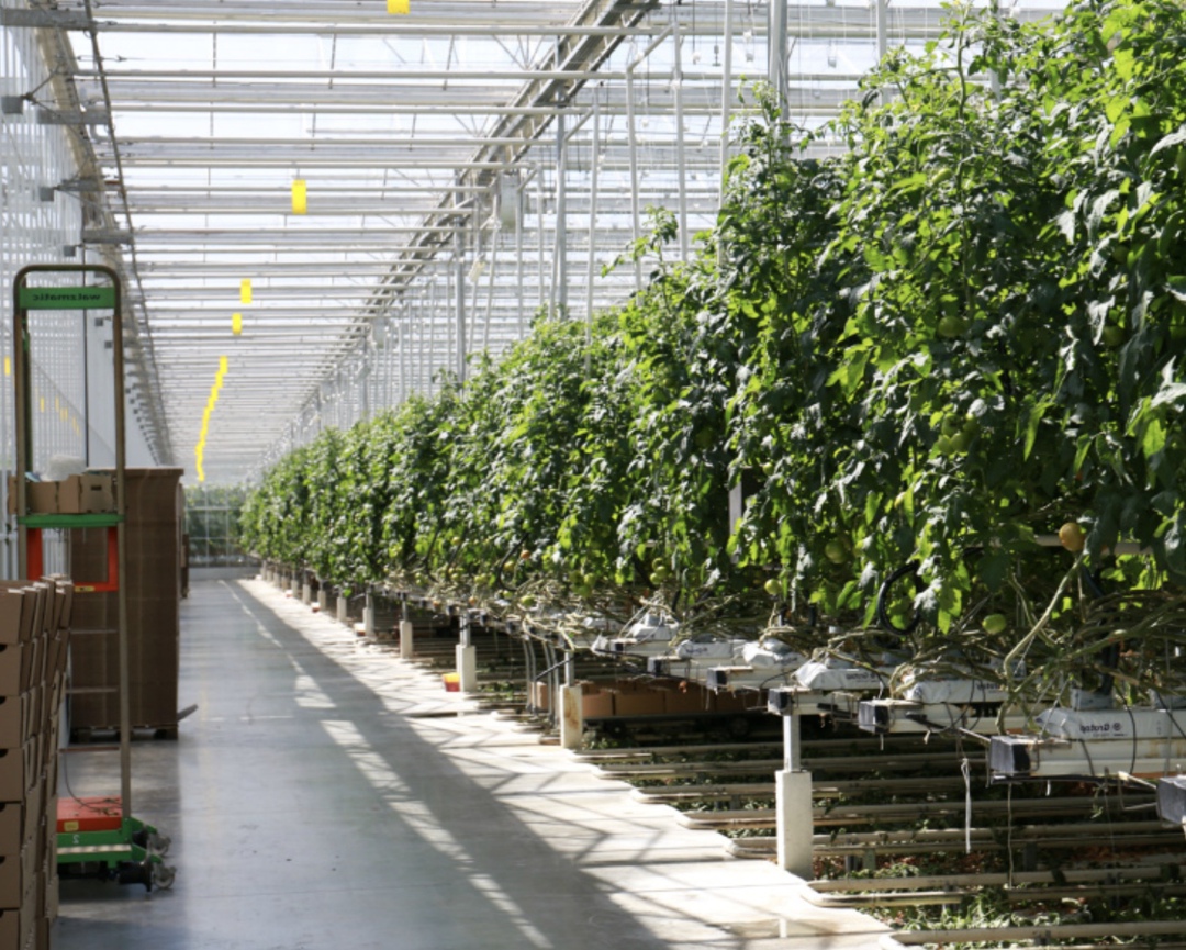 Компания «Полярная Зелень Ямала» реализует в Ямало-Ненецком автономном округе проект по строительству тепличного комплекса мощностью более 24 т…