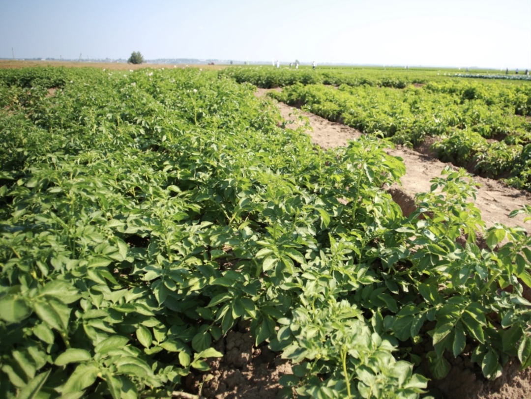 Цены на большинство овощей открытого грунта и картофель в октябре снизились. Так, по данным Росстата на 13 октября, белокочанная капуста стоила в среднем 31,7…