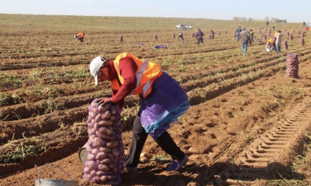 Число вакансий для сборщиков урожая в третьем квартале увеличилось на 164% по сравнению с аналогичным периодом прошлого года, пишет «Агроэксперт» со ссылкой на…