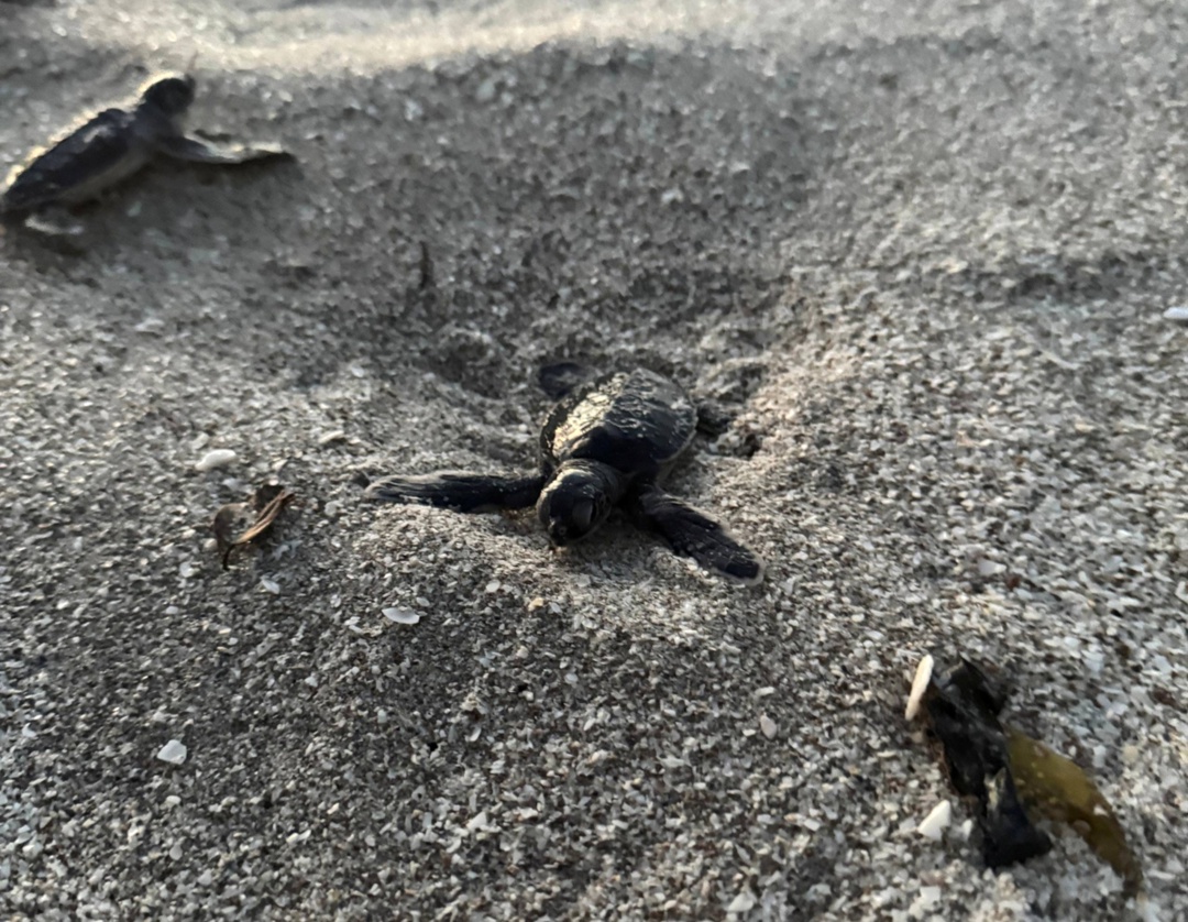 В Мексике нефтяники ЛУКОЙЛа спасли 50 зелёных черепах