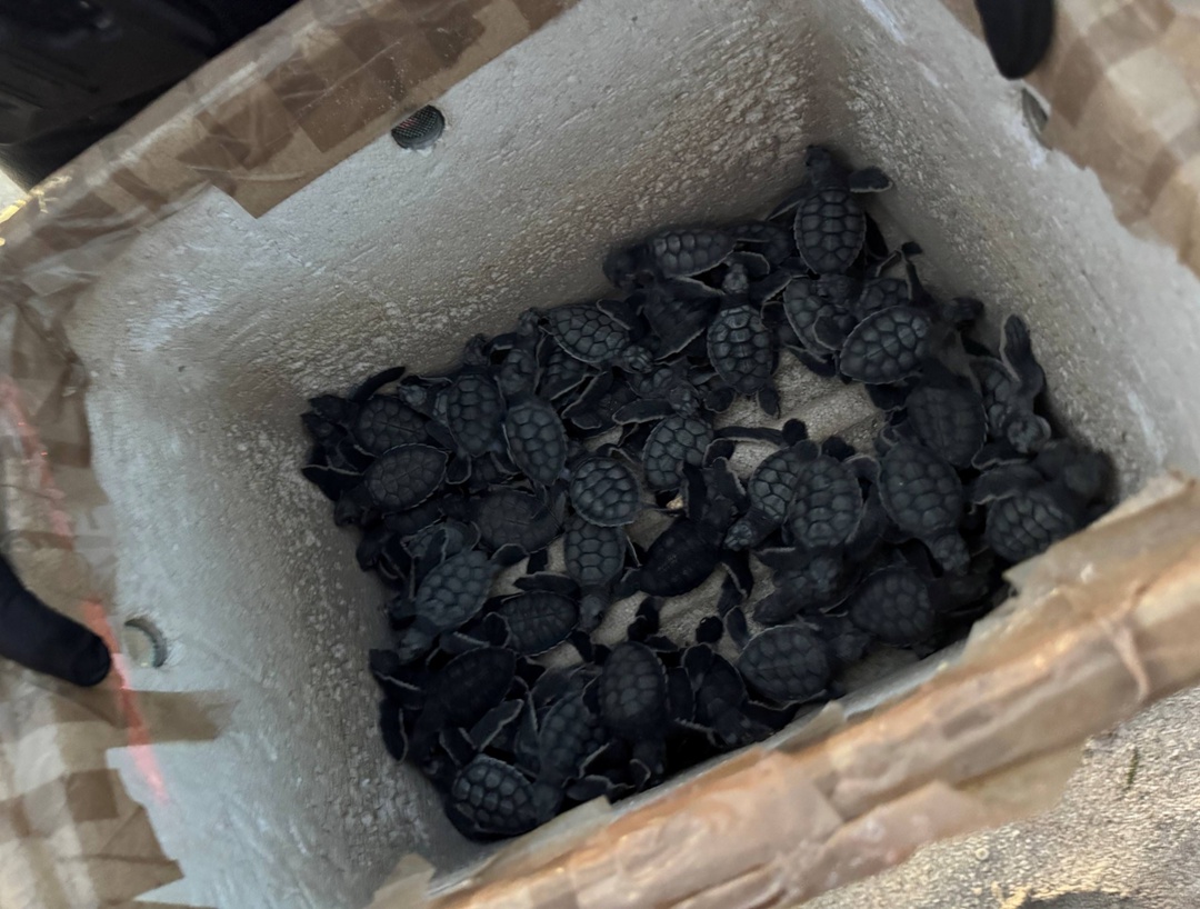 В Мексике нефтяники ЛУКОЙЛа спасли 50 зелёных черепах