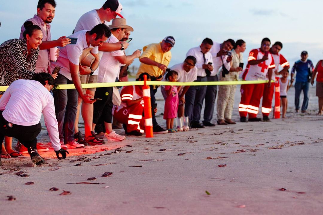 В Мексике нефтяники ЛУКОЙЛа спасли 50 зелёных черепах