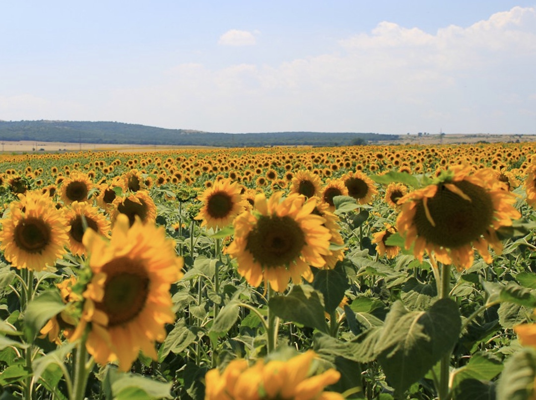 По данным аналитического центра компании Ruseed, на конец второй декады октября подсолнечник был убран с 8,8 млн га, или 72% от площади его сева. Урожай достиг…