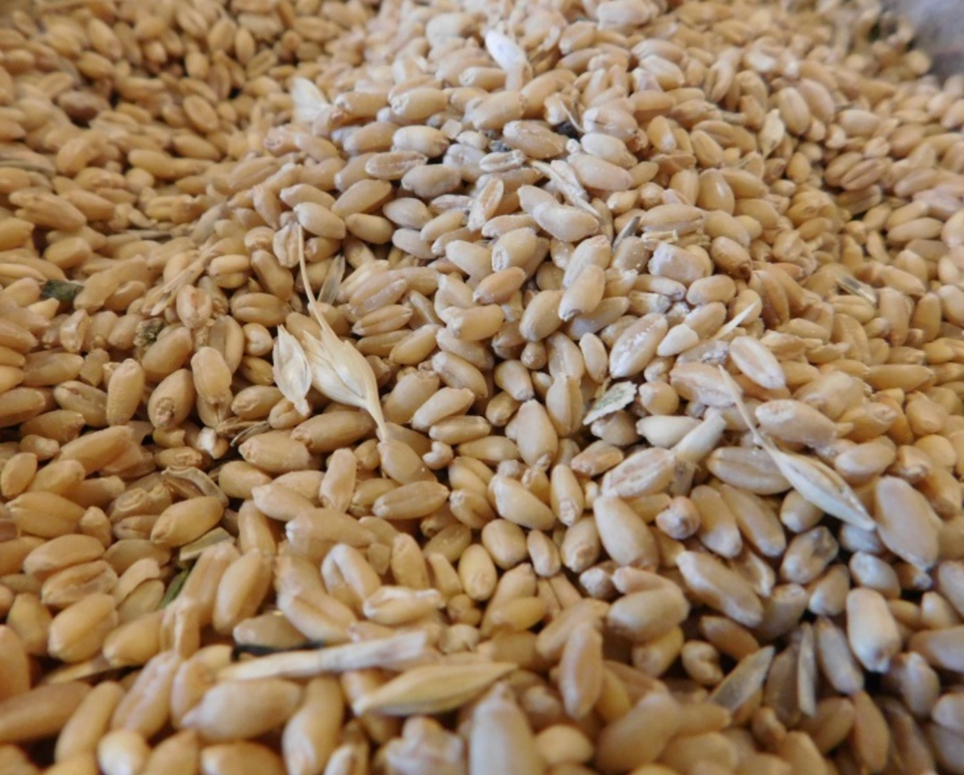 На прошлой неделе цены на российскую пшеницу с протеином 12,5% с поставкой в октябре-ноябре, как и неделей ранее, снизились на $1, до $229/т FOB, сообщил…