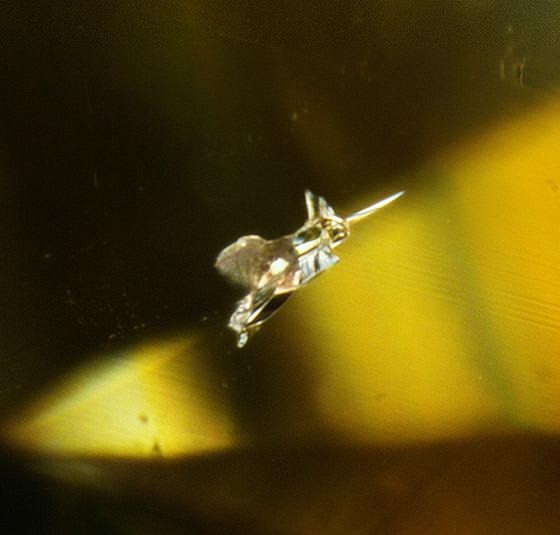 Колибри в фантазийном желтом бриллианте