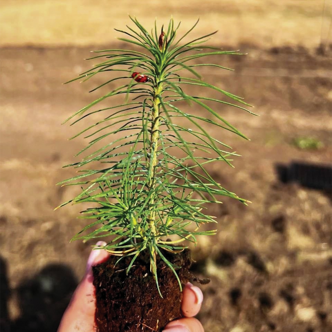 На участке, пострадавшем от лесного пожара, будут расти девять тысяч саженцев кедра. Высадить молодые деревья помогли работники «Газпром трансгаз Томск»