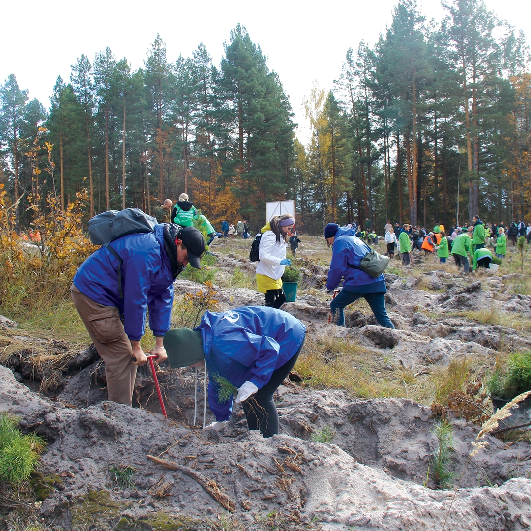 На участке, пострадавшем от лесного пожара, будут расти девять тысяч саженцев кедра. Высадить молодые деревья помогли работники «Газпром трансгаз Томск»