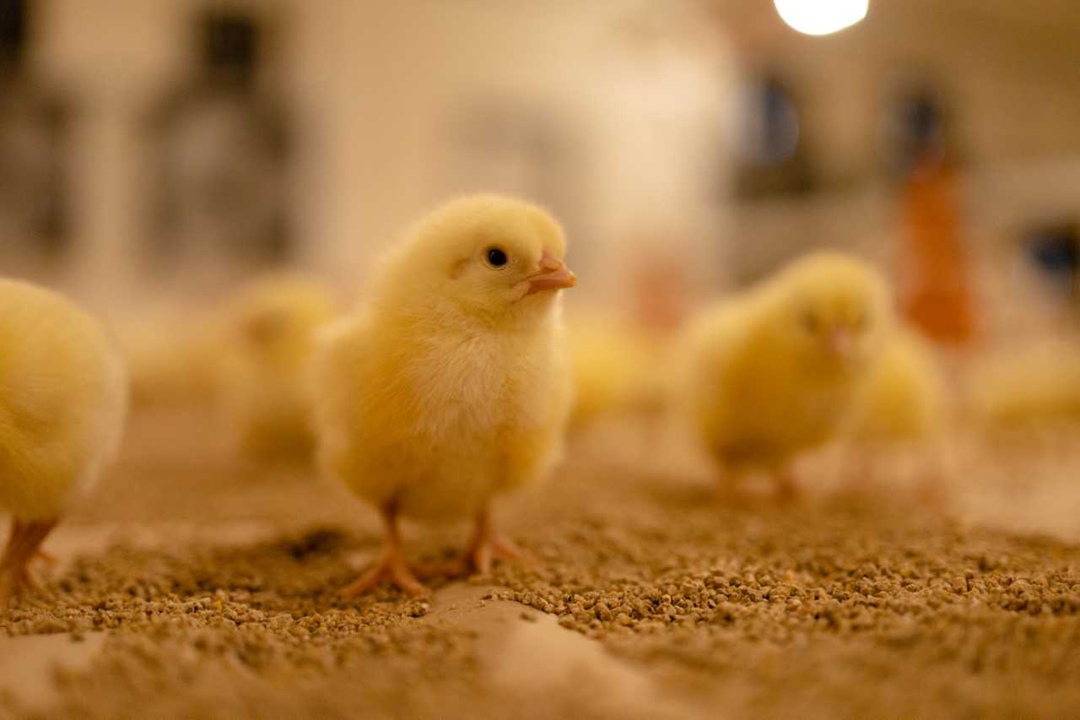 Павловская птицефабрика (агрохолдинг «Русское поле») обновила восемь птичников в Нижегородской области с помощью господдержки, что позволит увеличить…