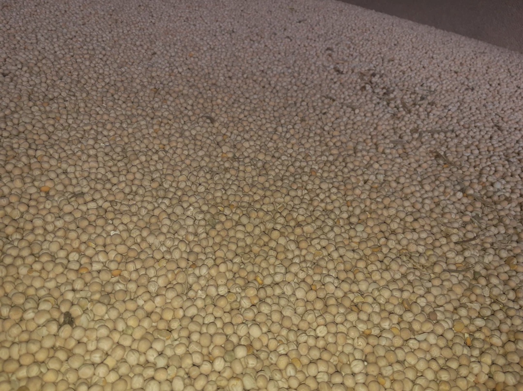 В этом году сбор гороха может достигнуть рекордных 5,27-5,4 млн т (3,8 млн т в 2024-м) за счет роста урожайности и несмотря на сокращение площади сева,…