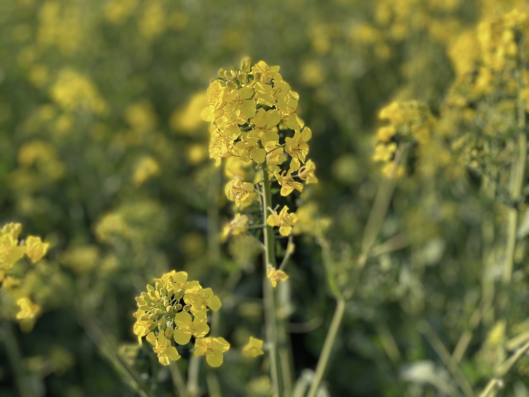 Запуск завода по переработке рапса и льна «Маслов» в Новосибирской области перенесен из-за производственных сложностей