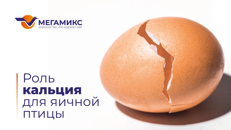 Больше чем кальций. Использование «ИННОВИТ® 25-Гидрокси Витамин D3» в кормлении кур-несушек