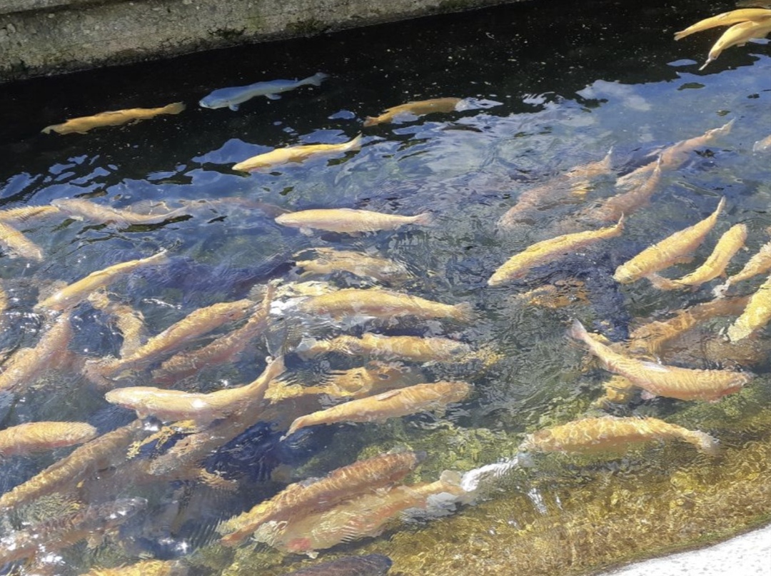 Заказы туров на рыбные хозяйства и рыбалку за январь-октябрь увеличились на 15% к аналогичному периоду прошлого года, рассказала на Международном…