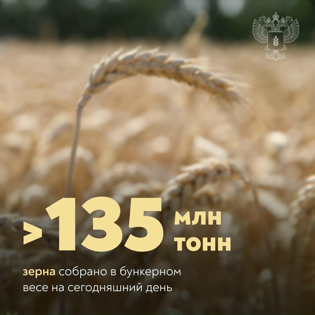 Более 135 млн тонн зерна Уборочная кампания в России близится к завершению.
