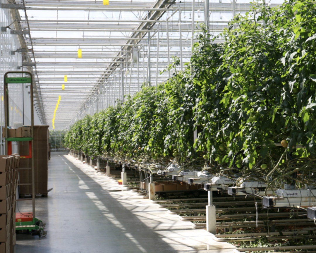 Теплица 365 дней в году. Как превратить гектар земли в автономный инвестиционный актив