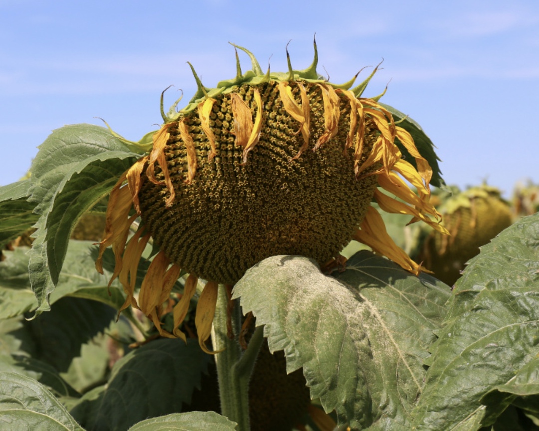 Правительство продлило срок действия экспортных пошлин на маслосемена подсолнечника и продукты их переработки до 31 августа 2028 года