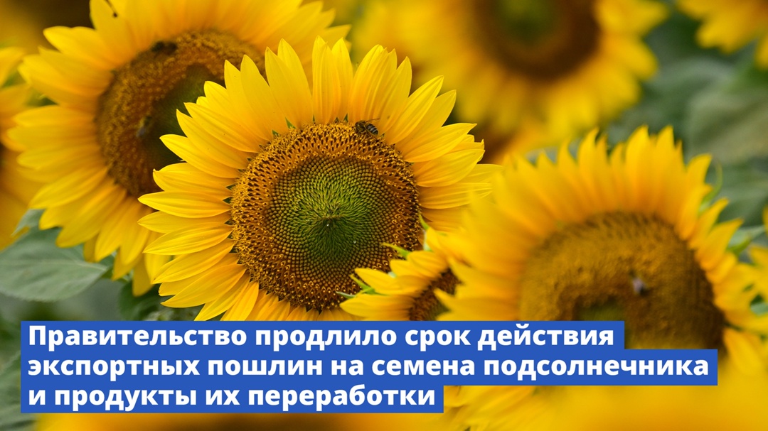 Правительство продлило срок действия экспортных пошлин на семена подсолнечника и продукты их переработки.