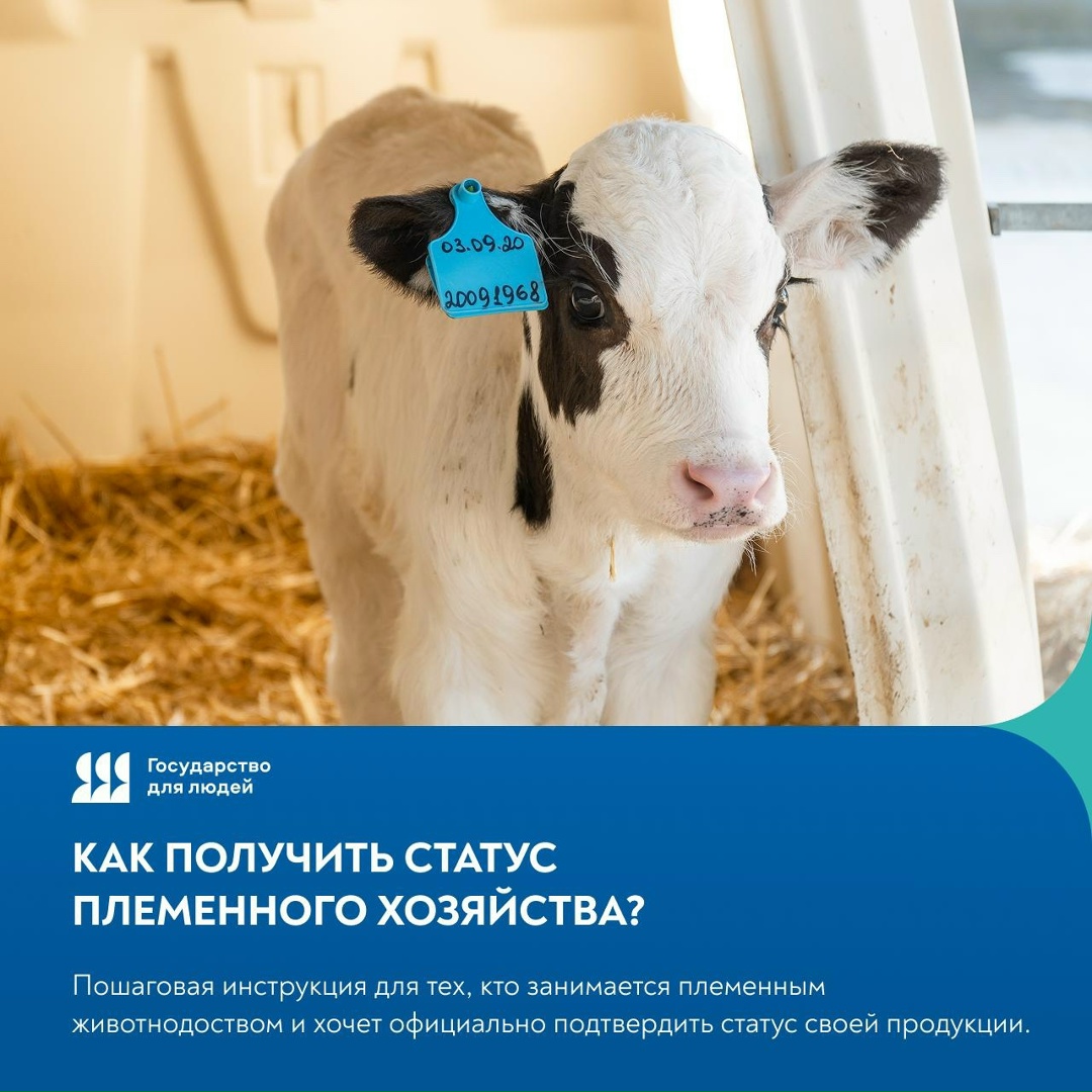 Просто о главном – как получить статус племенного хозяйства