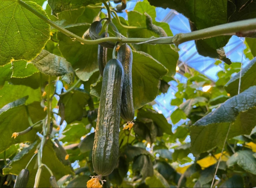 «ЭКО-культура» начала круглогодичное выращивание нового сорта огурца в тепличном комплексе «Тульский». Это первый опыт производства данного вида в России,…