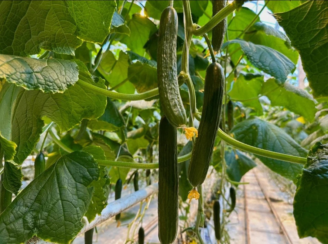 «ЭКО-культура» начала круглогодичное выращивание нового сорта огурца в тепличном комплексе «Тульский». Это первый опыт производства данного вида в России,…