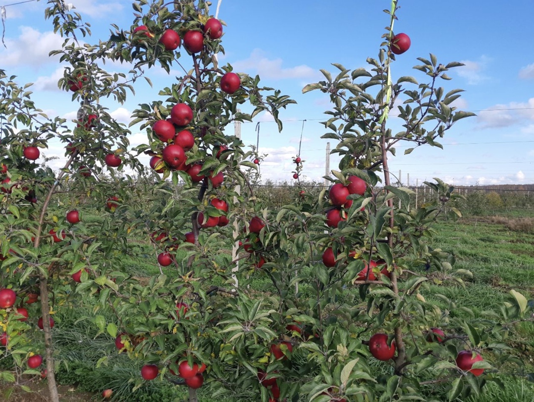 «Брянский сад» завершает уборку урожая яблок и рассчитывает выйти на плановый объем в 4 тыс. т, рассказал «Агроинвестору» руководитель компании Олег Кобец в…