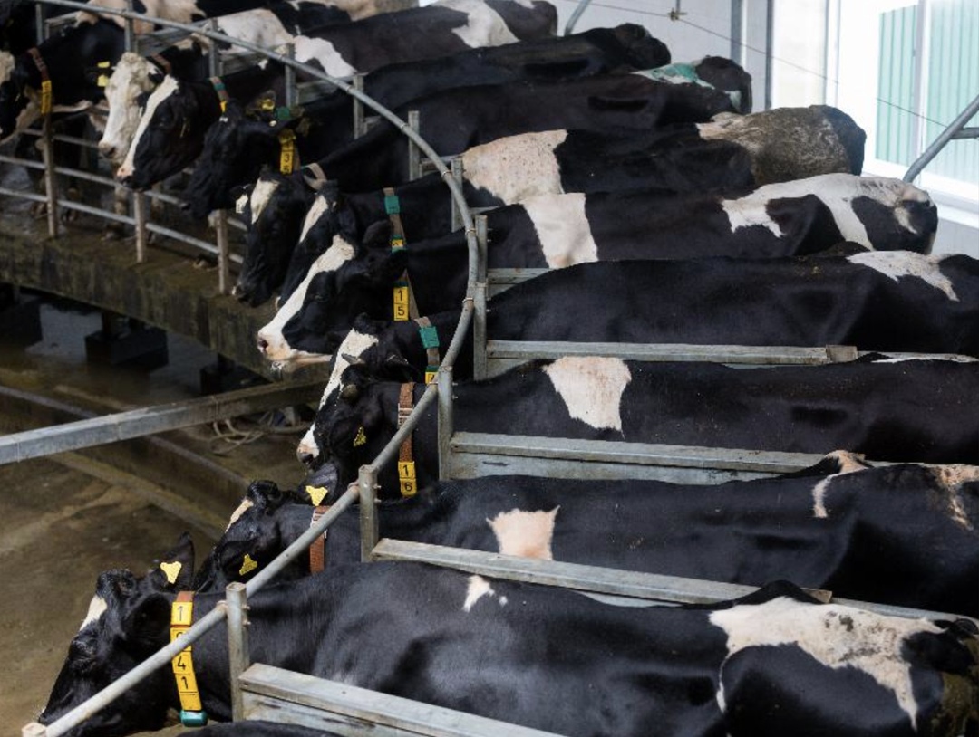 По итогам девяти месяцев 2025 года валовое производство молока в хозяйствах всех категорий составило 26,2 млн т, что на 0,27% (69,6 тыс. т) выше, чем в 2024-м,…