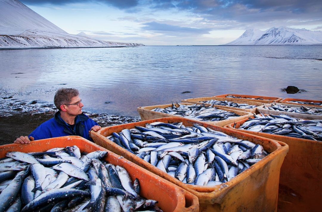 Согласно данным ФАО, потребление рыбы и рыбопродуктов ежегодно растет на 3%. «Говорят, что это рекордные темпы