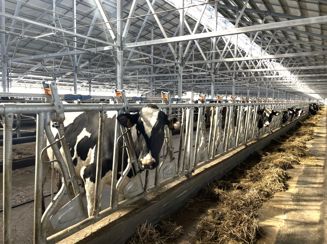 ГК «Деревенское молочко» открыла в Томской области молочно-товарный комплекс «Большедорохово», строительство которого профинансировал ВТБ. На реализацию…