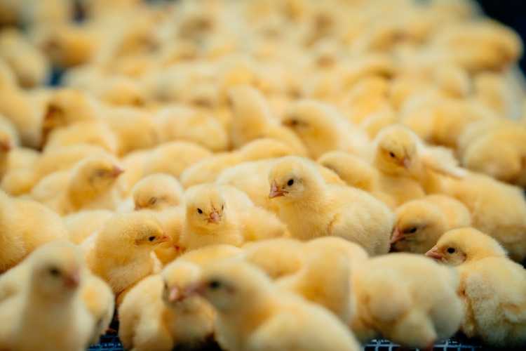 Омское предприятие группы «Продо» «Продо Птицефабрика Сибирская» завершило проект по модернизации и вводу в эксплуатацию дополнительных птицеводческих…