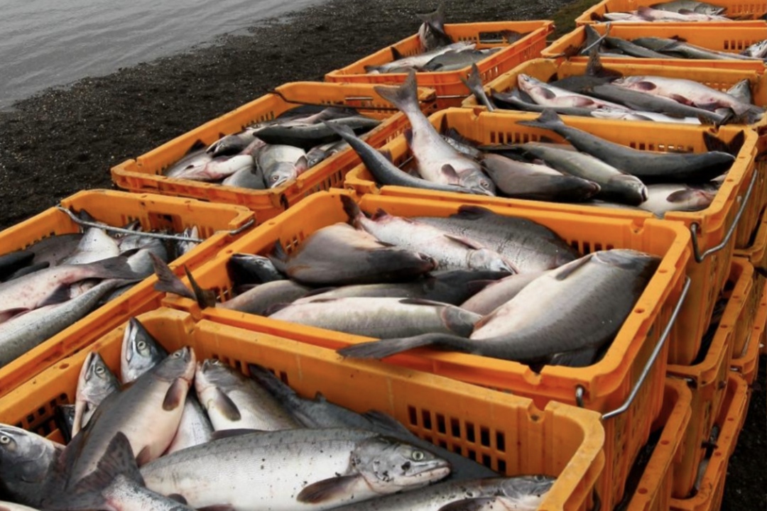 Росрыболовство может ввести ограничение на вылов лососевых рыб на Сахалине, пишет РИА «Новости со ссылкой на руководителя организации Илью Шестакова. Это…