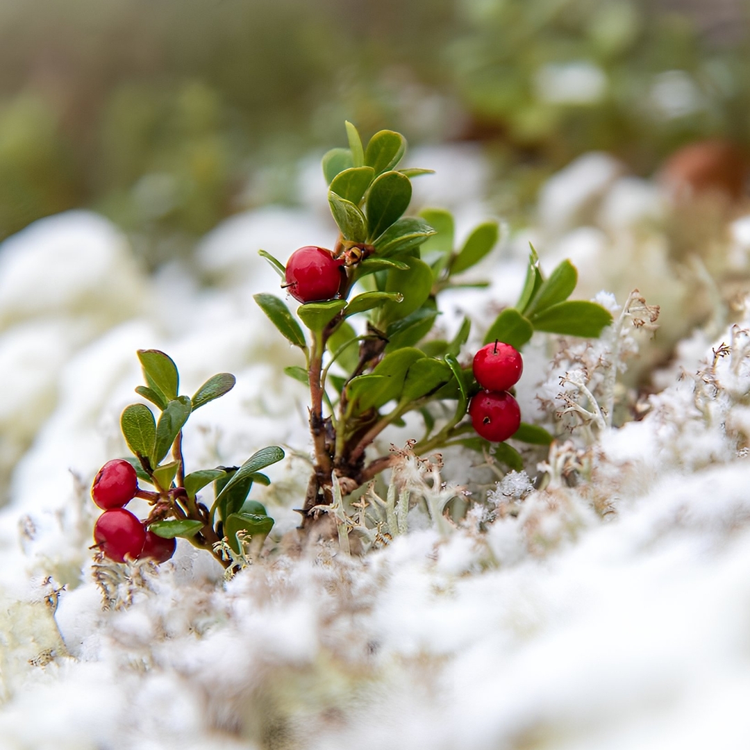 На Севере зима дает о себе знать задолго до своего календарного наступления