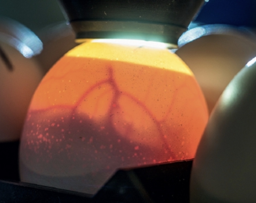 «Угличская птицефабрика» планирует в 2026 году строительство нового инкубатора, рассчитанного на ежегодное производство 30 млн яиц, а также цеха по глубокой…