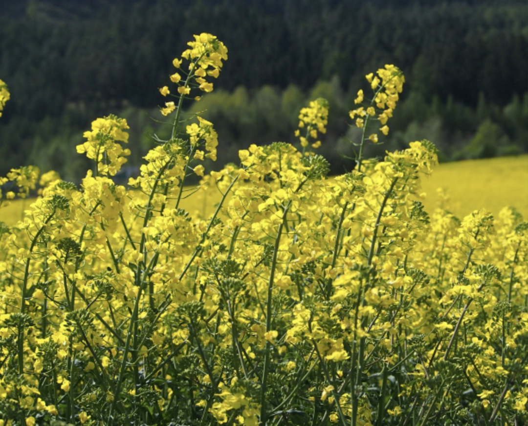 Россия в этом году возобновила поставки рапсового масла в Тунис. За январь-сентябрь было отгружено около 19 тыс. т на сумму более $18 млн, сообщил федеральный…