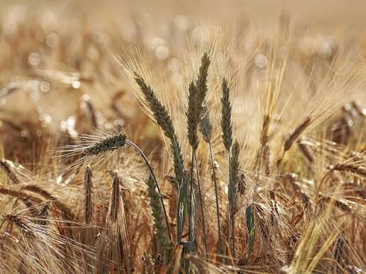 Российские аграрии за первые девять месяцев застраховали 9,4 млн га посевов, сообщил Национальный союз агростраховщиков. Договоры страхования сельхозкультур с…